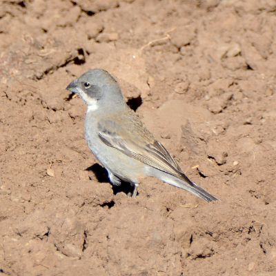Glacier Finch (2)
